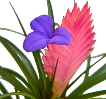 Bromeliad Cyanea 'Pink Quill'