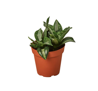 Snake Plant Silver Streak