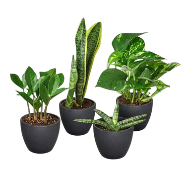 Easy Care Variety Bundle