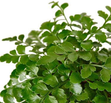 Austral Gem Fern