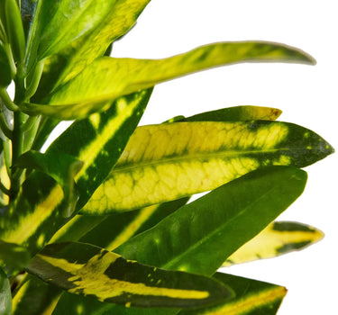 Croton 'Sunny Star'