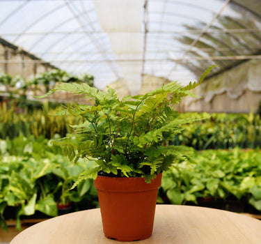 1 Mystery Plant Monthly Subscription Box