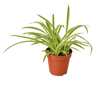 Spider Plant Reverse