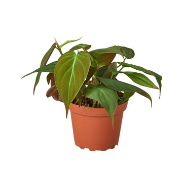 Philodendron 'Velvet'