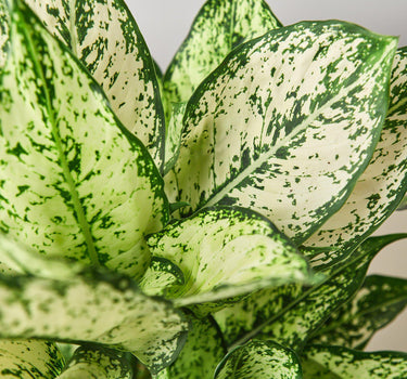 Chinese Evergreen 'First Diamond'