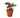 Calathea 'Peacock' - 4" Pot - NURSERY POT ONLY