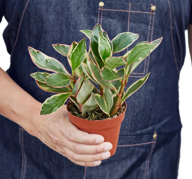 Peperomia 'Ginny'