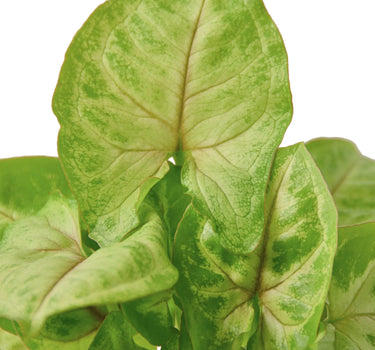 Syngonium Gold