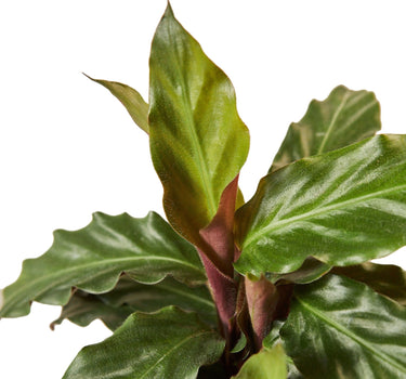 Calathea Rufibarba 'Furry Feather'