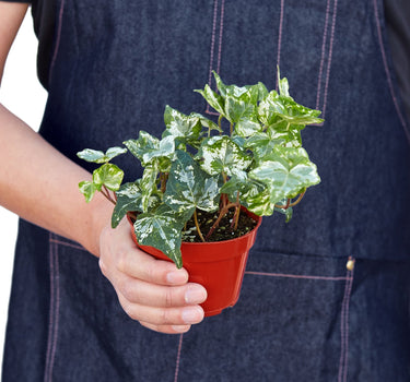 English Ivy 'Kolibre'