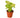 Syngonium Gold