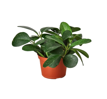 Hoya Obovata