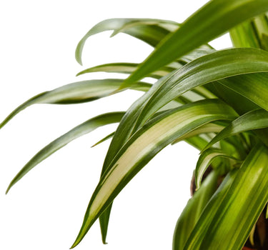 Spider Plant Hawaiian
