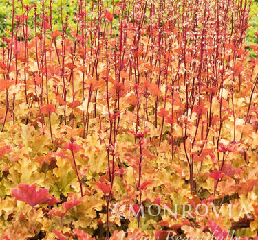Marmalade Heuchera