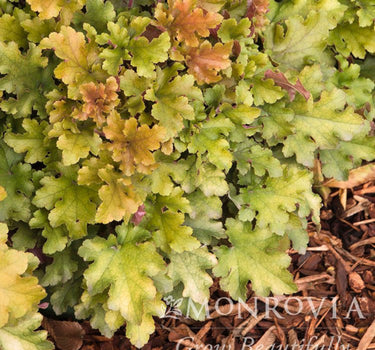 Marmalade Heuchera