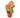 Syngonium Strawberry