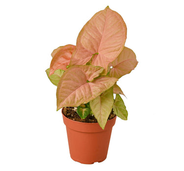 Syngonium Strawberry