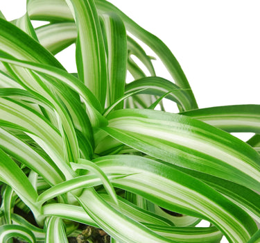 Spider Plant 'Bonnie'