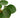 Pilea Peperomioides 'Chinese Money' - 6" Pot - NURSERY POT ONLY