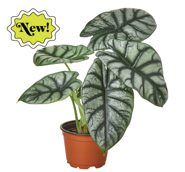 Alocasia Silver Dragon