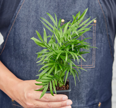 3" Tropical Plant Variety Bundle