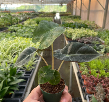 Alocasia Polly 'African Mask'