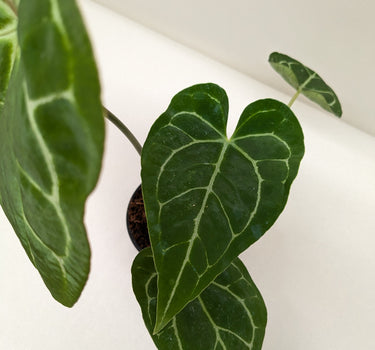 Anthurium Crystallinum