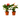 2 Anthurium Variety Pack - 4" Pots