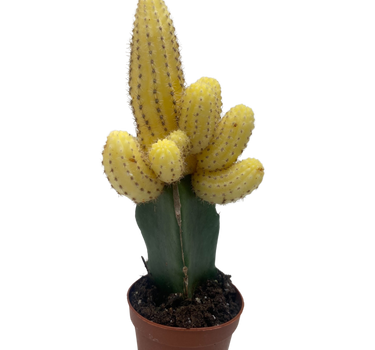 Cactus Graft Yellow