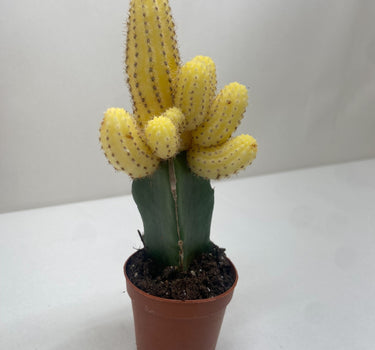 Cactus Graft Yellow