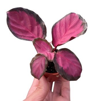 Calathea 'Purple Rose'