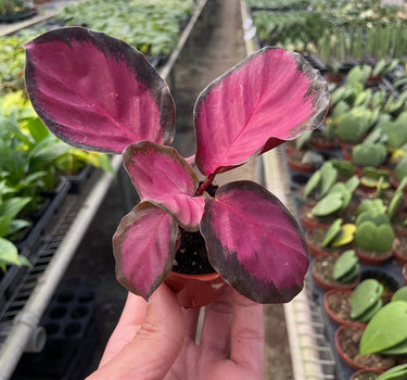 Calathea 'Purple Rose'