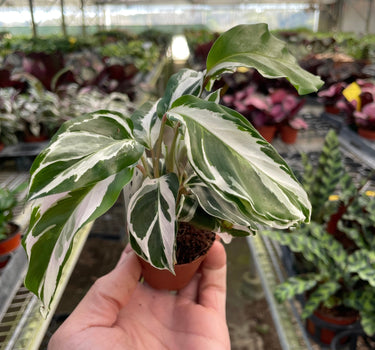 Calathea 'White Fusion'