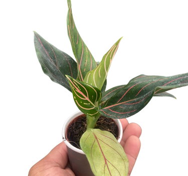 Chinese Evergreen 'Red Vein'