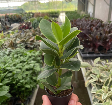 Clusia 'Princess' (Autograph Plant)