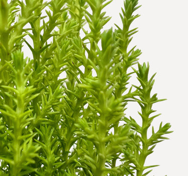 Cypress Lemon