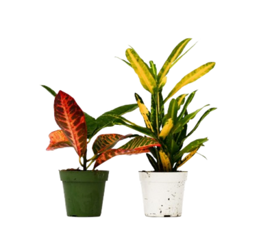 2 Croton Variety Pack - 4" Pot