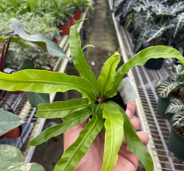 Fern 'Bird's Nest Hurricane'
