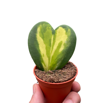 Hoya Heart Flame