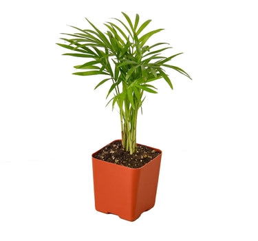 Parlor Palm