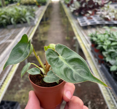 Philodendron 'Billietiae'