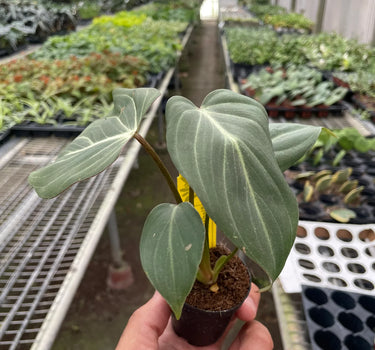 Philodendron Gloriosum
