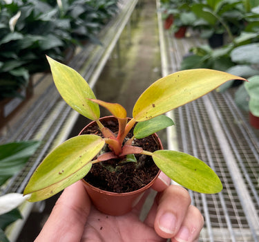 Philodendron 'Orange Marmalade'