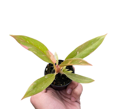 Philodendron Ring of Fire Variegated