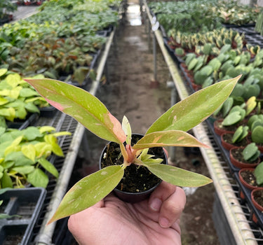 Philodendron Ring of Fire Variegated