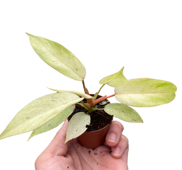 Philodendron 'Snowdrift'