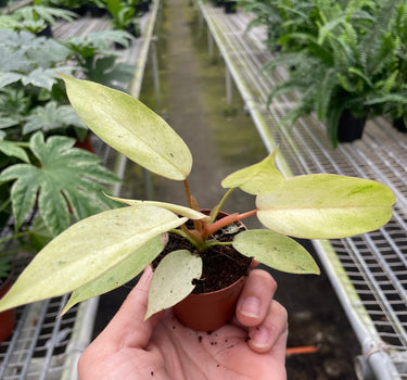 Philodendron 'Snowdrift'