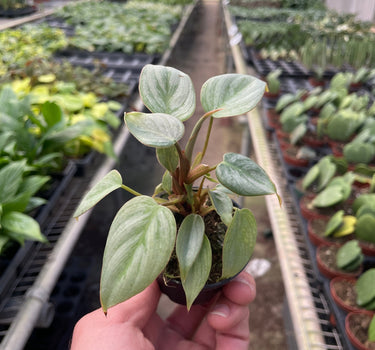 Philodendron 'Sodiroi'
