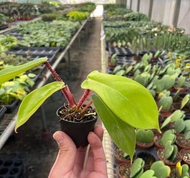 Philodendron 'Squamiferum'
