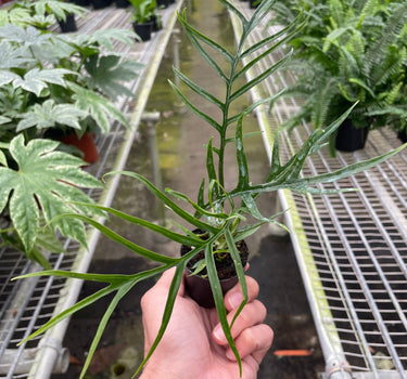 Philodendron 'Tortum'